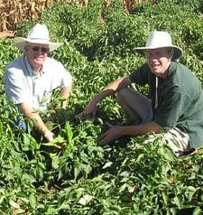 Leading the Future of Chile Farming & Water Conservation in Arizona
